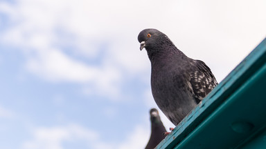 Jak odstraszyć gołębie z balkonu? Skuteczne odstraszacze ptaków