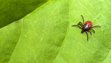 te rośliny przyciągają kleszcze jak magnes. lepiej nie sadź ich w ogrodzie