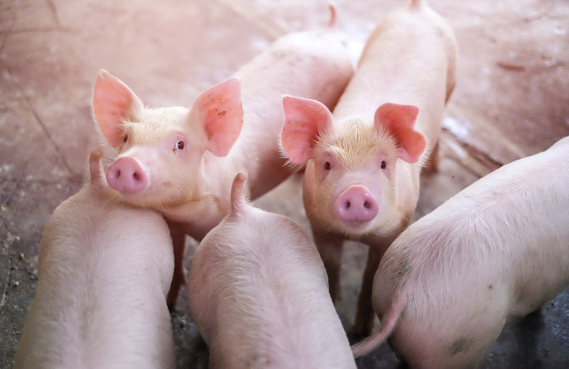 Minister podkreślił, że zachowanie zasad bioasekuracji przynosi efekty. "Uzyskaliśmy zgodę Komisji Europejskiej - na podstawie danych statystycznych - na uwolnienie prawie 60 gmin od ASF. Na tym obszarze istnieje możliwość przywracania produkcji świń, bo zostały uwolnione od ASF" - powiedział.