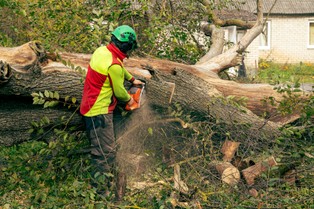 Kary za wycięcie drzewa na własnej posesji w październiku 2025 - jaka wysokość? Jak wyliczyć karę za usunięcie drzewa bez zezwolenia?