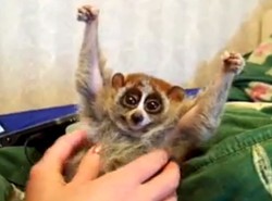 Podrap lemura po brzuszku