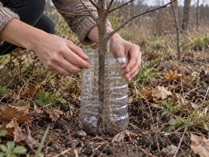 Zašto voćari sada oblažu mlade stabljike plastičnom flašom