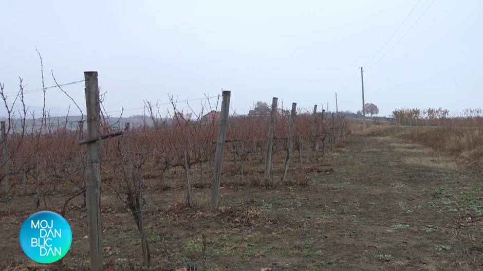 Aleksandar Srećković Kubura