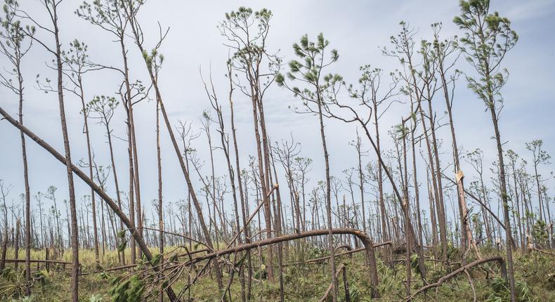 Hurricanes May Kill Some Birds, but Humans Are the Real Threat