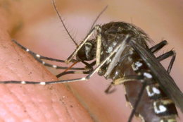 Google wypuści 20 milionów zakażonych komarów w Kalifornii