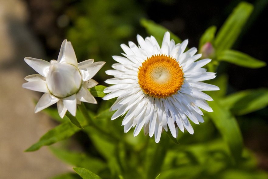 ’Nevada White’ 