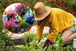 Te rośliny warto posadzić w ogrodzie w sierpniu! Pierwsze plony zbierzesz już jesienią