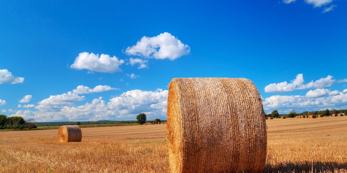 Hay bales on the swedish field