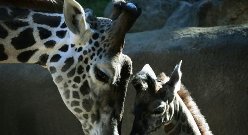 Wild giraffe numbers have plummeted by 40 percent in the past three decades