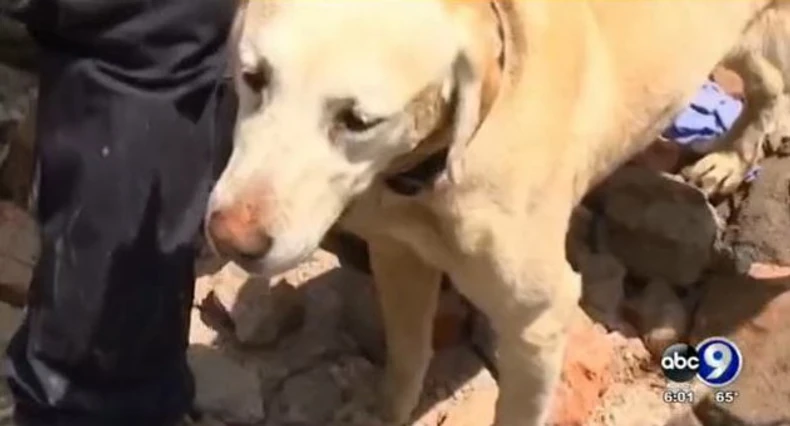 609662_pas-printskrin-je-iz-ovog-abc-news-videa