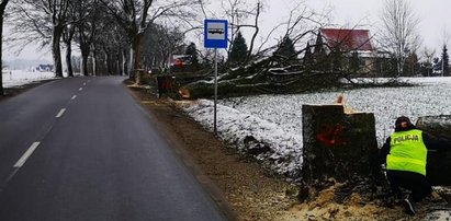 Policja szuka świadków rzezi przydrożnych drzew na Kaszubach. Ktoś zniszczył ich aż 30!