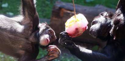 Małpy też kochają lody!