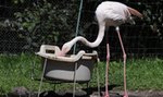 Flamingi plażują nad wodą