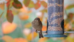 Kiedy zaczynamy dokarmiać ptaki? Karmniki wieszamy nieco wcześniej