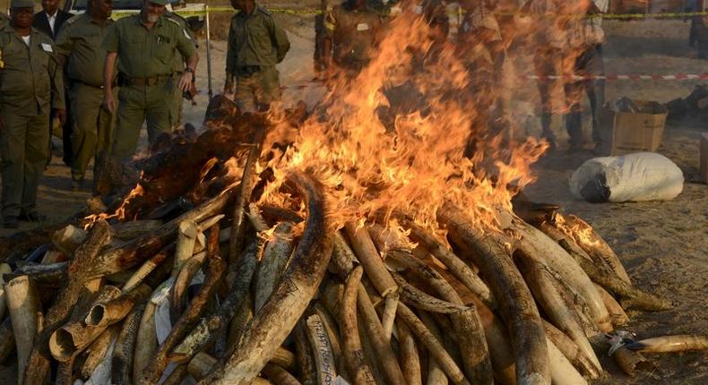 Conservation officials look on as they burn 2.5 tonnes of seized ivory and rhino horn in Maputo, July 6, 2015.   REUTERS/Grant Lee Neuenburg