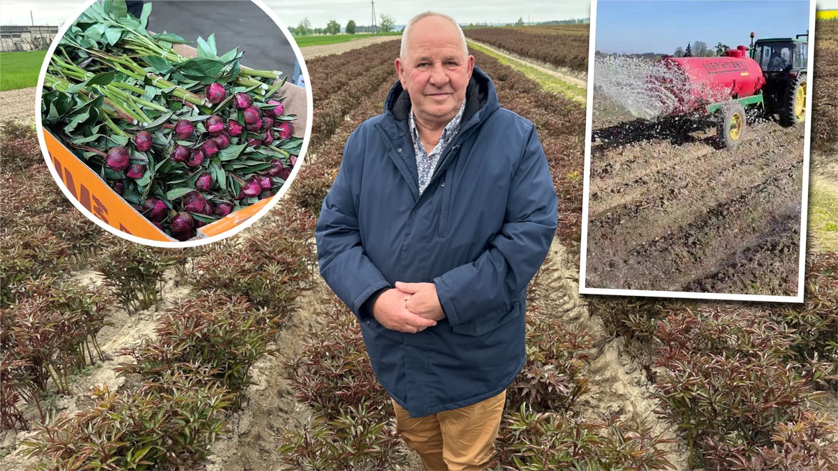 Piwonie zagrożone przez suszę. Plantator wylewa 50 tys. litrów wody dziennie