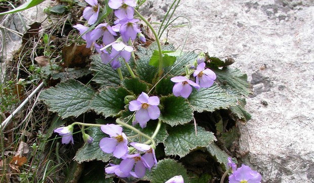 24812_otkrica05sympatry-of-ramonda-serbica-and-r.-nathaliaese-serbia