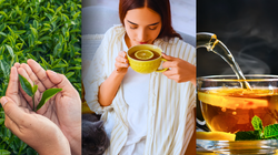 Herbata z własnej uprawy? Poznaj zasady pielęgnacji tej rośliny w warunkach domowych