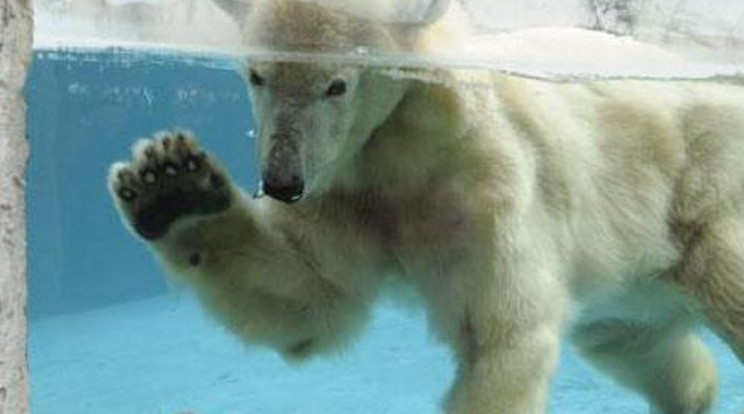 Jegesmedve támadás az állatkertben 
