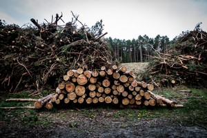 Lasy Państwowe zyskują na wycince drewna. Eksportujemy je do Chin, Niemiec i Szwecji 