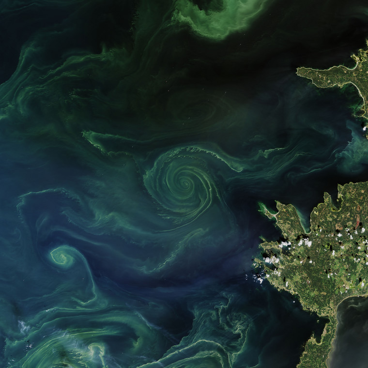 Spirala sinicowa na Bałtyku, która pokryła duży obszar Zatoki Fińskiej