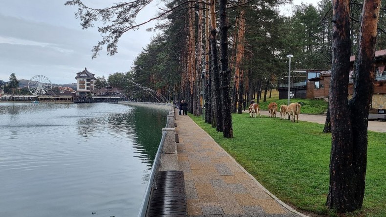 Hit prizor na srpskoj planini: Kada su ove gošće prošetale Kraljevim