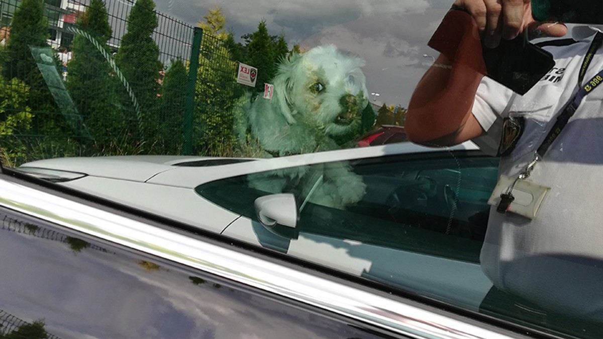 Jedna z mieszkanek Kalisza zostawiła psa w samochodzie przy 30-stopniowym upale, a sama udała się na basen. Auto stało w pełnym słońcu. Na miejsce wezwano strażników miejskich, którzy po 40 minutach odnaleźli kobietę. Sprawą zajmie się kaliska policja - kobieta może odpowiedzieć za znęcanie się nad zwierzęciem.