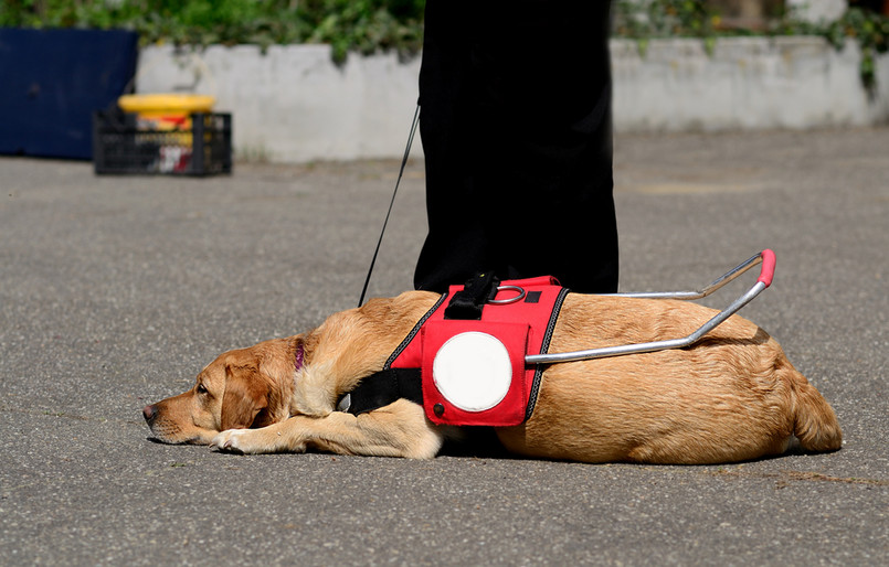 107 niepełnosprawnych korzysta z pomocy psów asystujących przeszkolonych za środki z PFRON