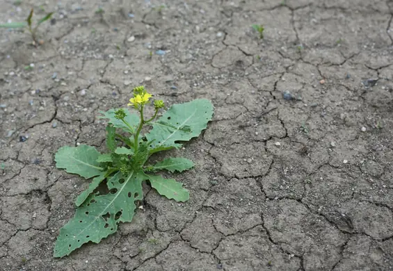 Najsuchsze miejsca w Polsce. Zmiana klimatu może zamienić je w step