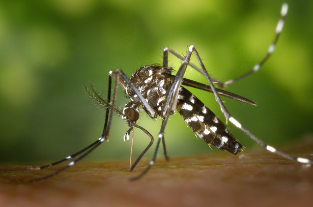 Pojawienie się komarów roznoszących groźne choroby jest nieuniknione. Sami na to pracujemy