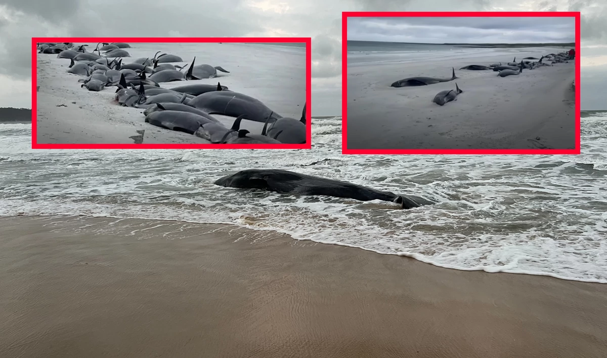  Makabryczne sceny na plaży w Szkocji. 65 już nie żyło, kolejne 12 poddano eutanazji