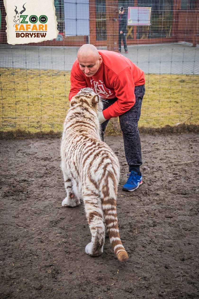 Artur Szpilka i Andrzej Wawrzyk bawili się z tygrysami