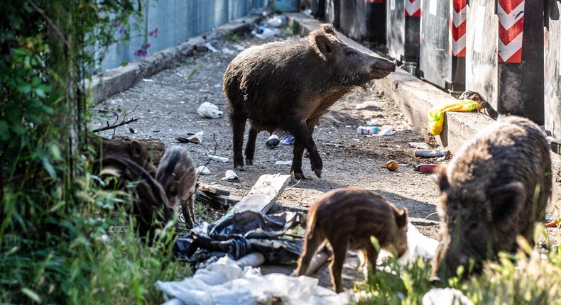 Rome, Wild boars graze on trash in Montemario, a north-west area of Rome.