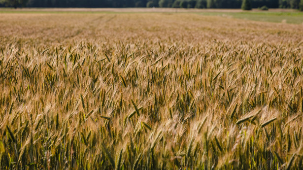Rząd chce zwiększyć budżet na dopłaty do skupu zbóż o co najmniej 39,33 mln euro