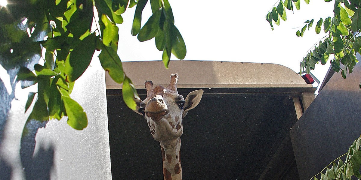 Żyrafy w Zoo w Zamościu