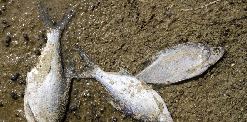 Tasiemiec zabija ryby w Przeczycach