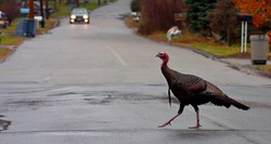 Dziki indyk zaatakował dom opieki