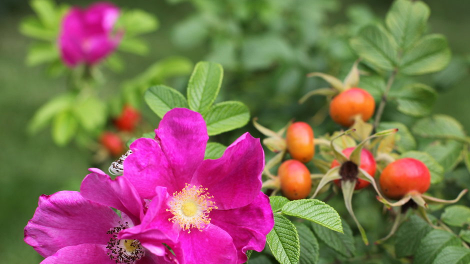 Owoc dzikiej róży znany jest od lat ze swoich właściwości leczniczych
