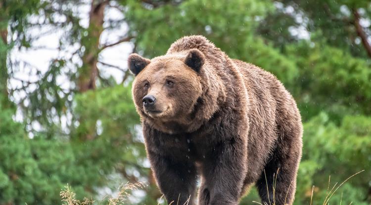 A Bükkben medve kószál Fotó: Getty Images