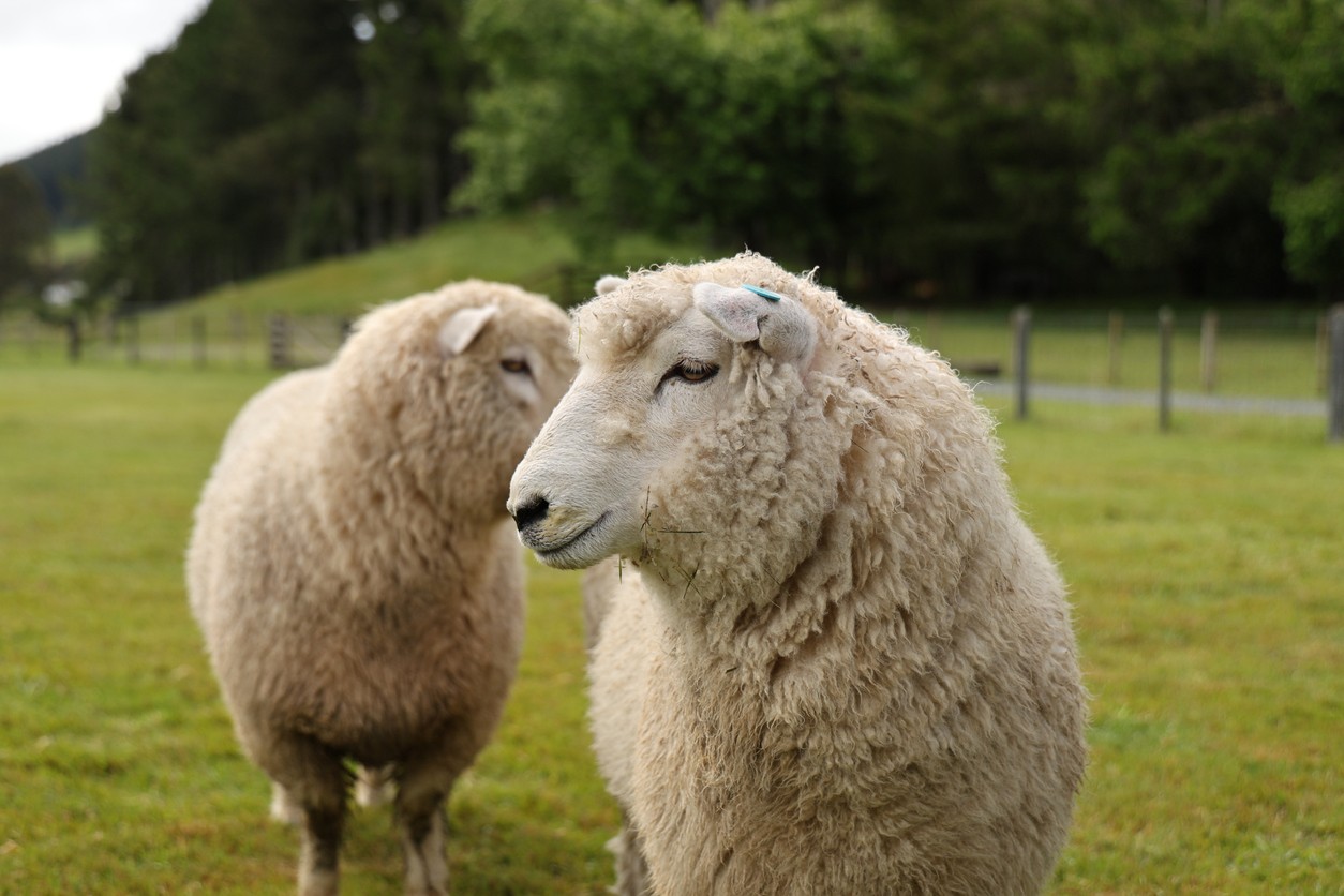 Parazit sa najčastejšie usídľuje v dutinách oviec a kôz. (ilustračné foto)