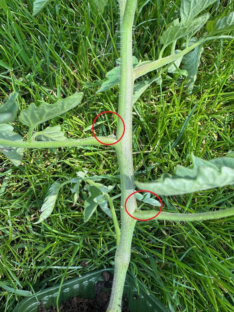 Pomidory po oberwaniu wilków. Na czerwono zaznaczone są miejsca, w których wyrastają wilki.