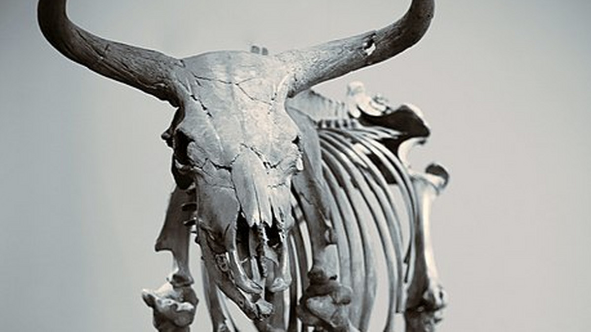 Kilkusetletni fragment czerepu z rogami tura można już oglądać w Muzeum Geologicznym Uniwersytetu Szczecińskiego. Szczątki zwierzęcia znaleziono w podszczecińskim Pilchowie.