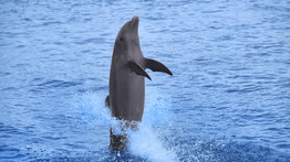 A koronavírus pozitív következménye: delfinek jelentek meg Lisszabon folyójában – videó
