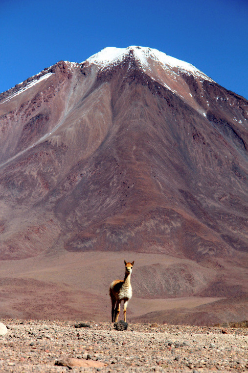 Boliwia - Andyjska Forteca. Wikunia, jeden z czterech gatunków lamy