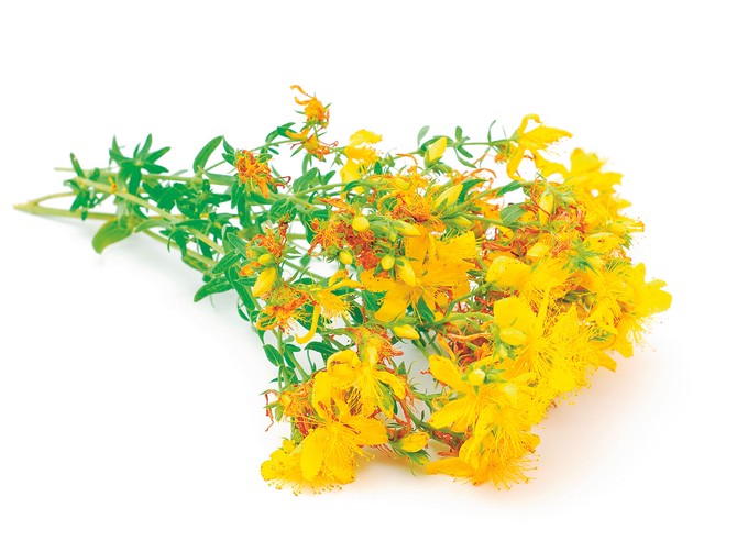 106431_stockphotostjohnswort81949606shutterstock-81949606
