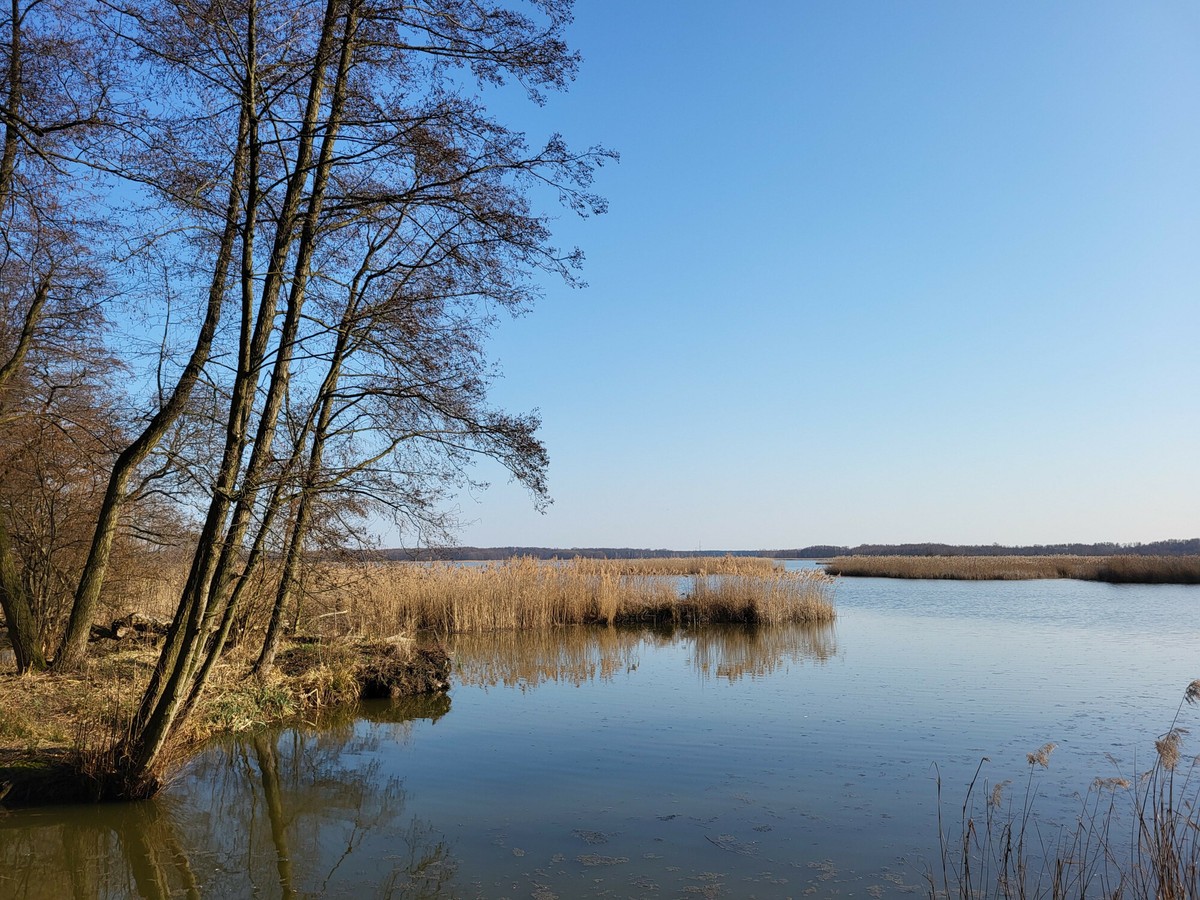 Żywy karp coraz trudniej dostępny. Sieci handlowe rezygnują z tradycji