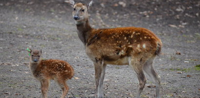 Jeleń Alfreda urodził się w Nowym Zoo