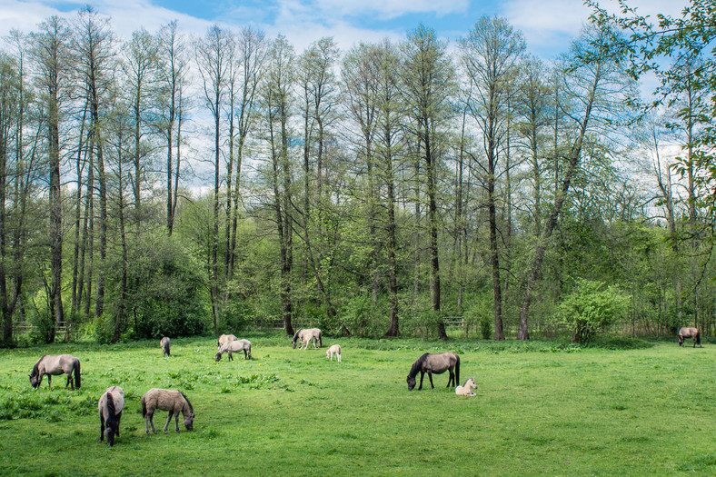 Roztoczański Park Narodowy