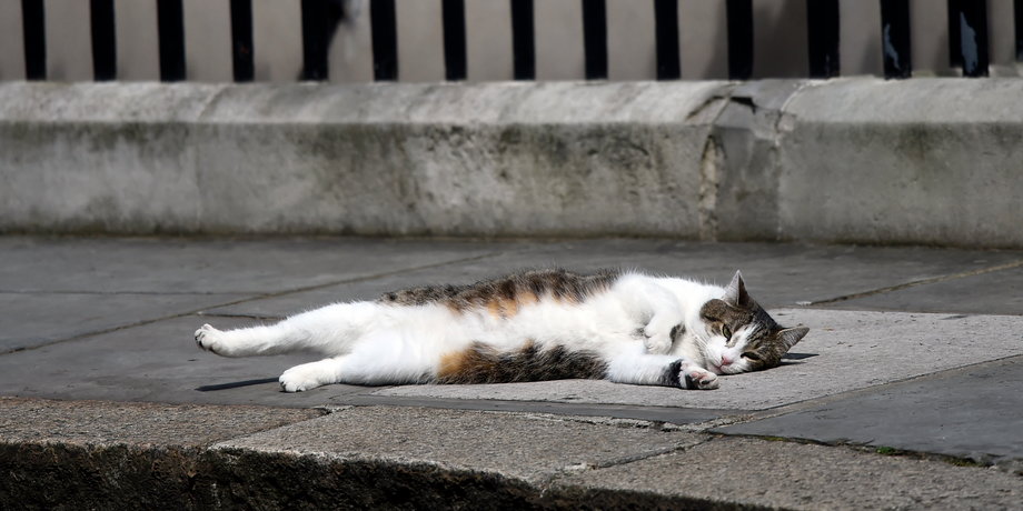 Larry the Downing Street cat lays on the pavement, in central London, Britain July 13, 2016.
