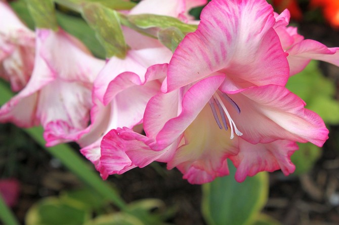 Gladiole